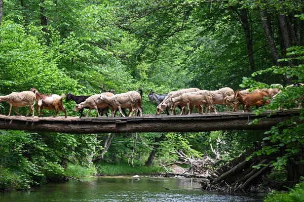 Sheep herd goat crossing the river in the mountain valley of Turkey. Europa. Kirklareli. neada orman. Demirky Ormanlar. Herd of sheep crossing the river on the creek, river.River, flock of sheep crossing the river on the creek