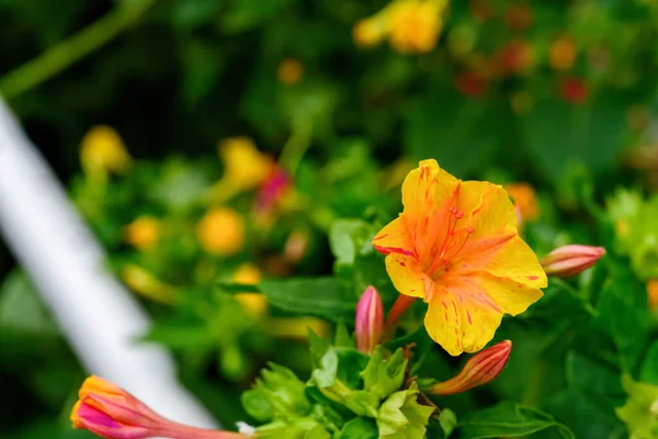 Mirabilis Jalapa Marvel Peru Four Clock Flower Jalapa Xalapa Continues Stock Photo