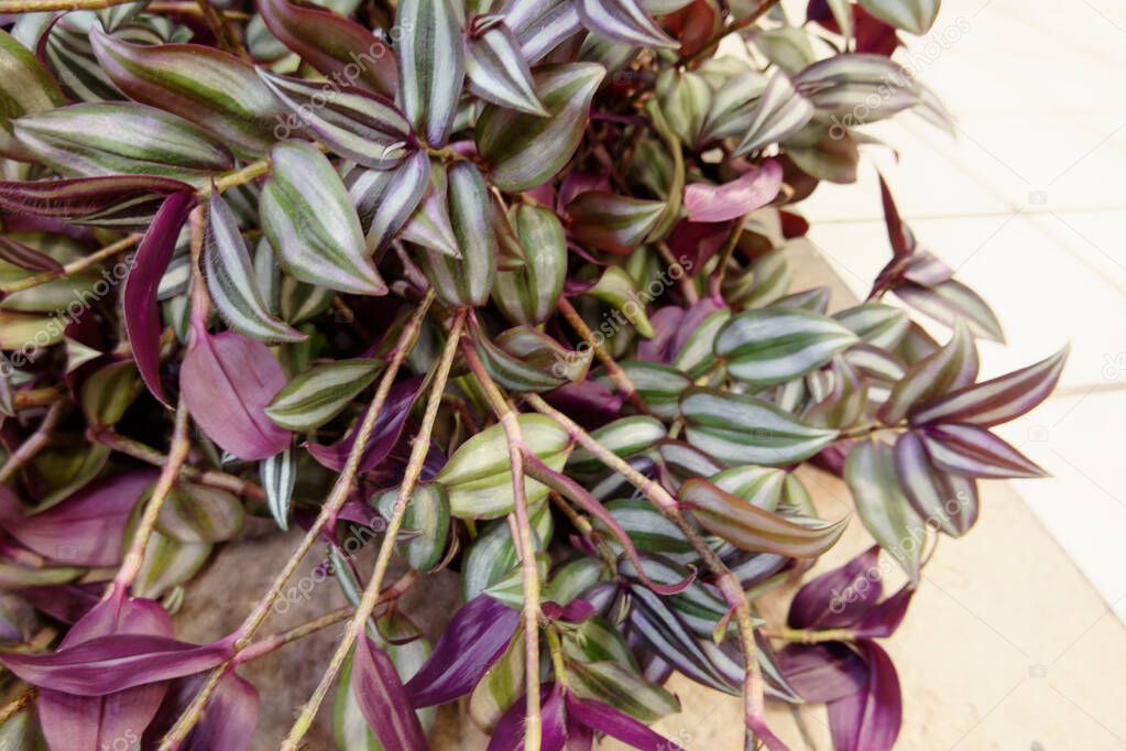 Wandering Jew, Wandering Dude, Inch Plant, Spiderwort or Tradescantia Zebrina plant flowers. Pink purple violet leafs