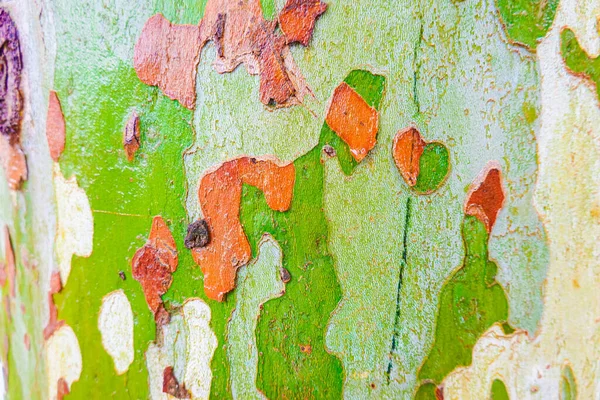 Wet Sycamore Tree Trunk Camo Patterns —  Fotos de Stock