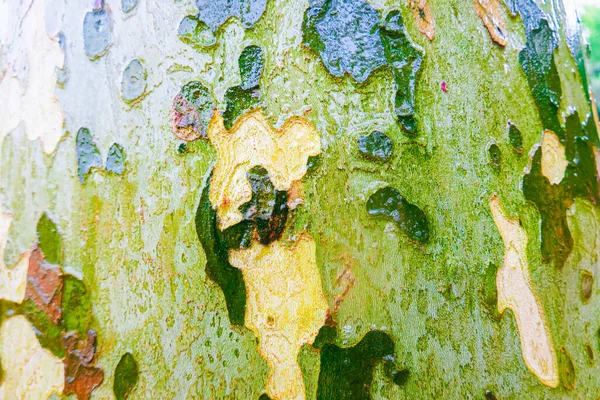 Wet Sycamore Tree Trunk Camo Patterns — Zdjęcie stockowe