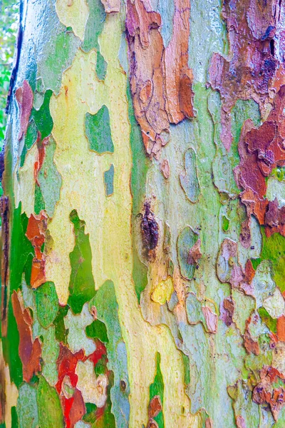 Wet Sycamore Tree Trunk Camo Patterns —  Fotos de Stock
