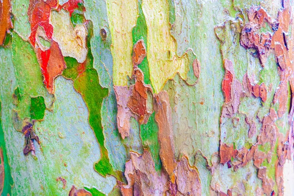 Wet Sycamore Tree Trunk Camo Patterns — Stockfoto
