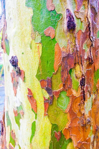 Wet Sycamore Tree Trunk Camo Patterns — Zdjęcie stockowe
