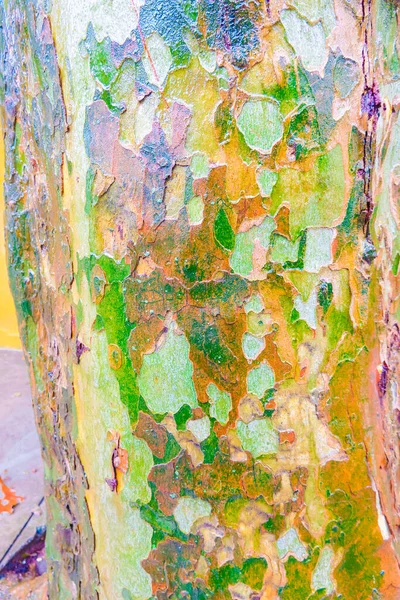 Wet Sycamore Tree Trunk Camo Patterns — Zdjęcie stockowe