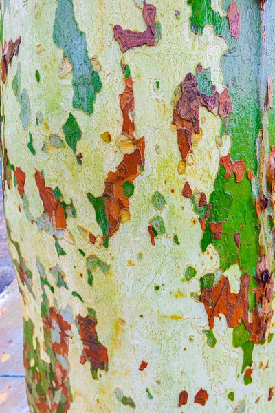 Wet Sycamore Tree Trunk Camo Patterns — Zdjęcie stockowe