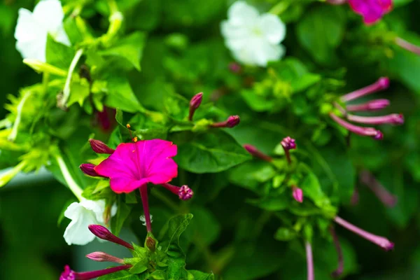 Mirabilis Jalapa Cud Peru Lub Cztery Godziny Kwiat Jalapa Lub — Zdjęcie stockowe