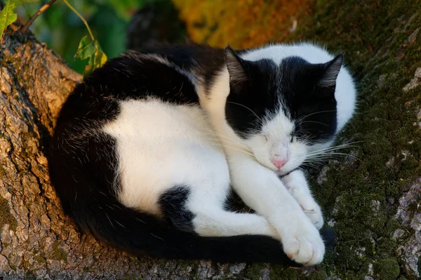 Śpiący Kot Zasypiający Drzewie Wieczorem — Zdjęcie stockowe