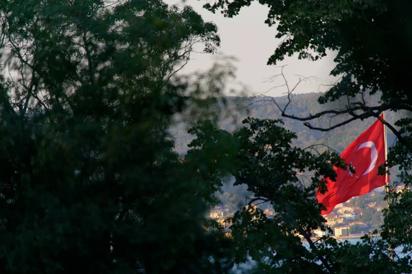 Chat Endormi Endormant Dans Arbre Soir — Photo