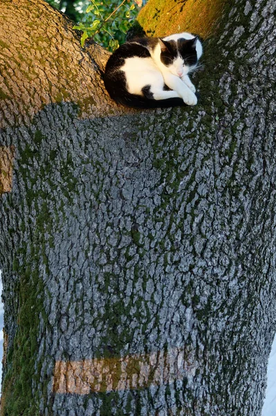 Sovande Katt Somnar Trädet Kvällen — Stockfoto