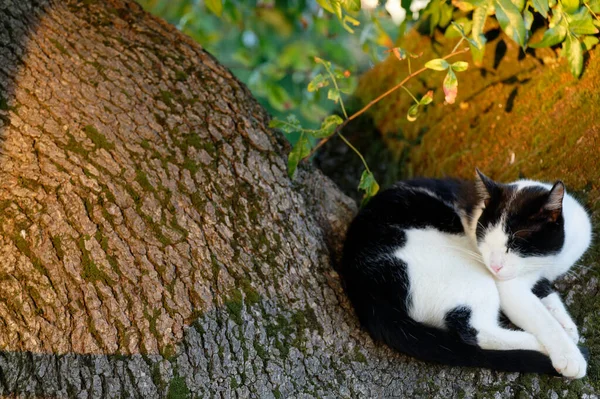 Geceleri Uyuyan Kedi Ağaçta Uyuyakalıyor — Stok fotoğraf