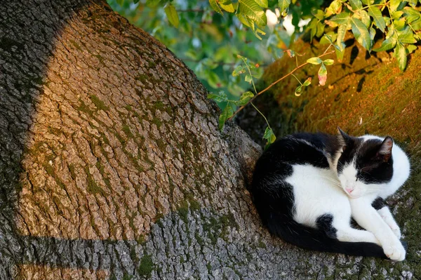 Sovande Katt Somnar Trädet Kvällen — Stockfoto