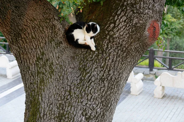 Sleeping Cat Falling Asleep Tree Evening — Stock Photo, Image