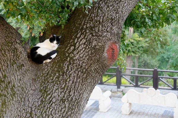 Gato Adormecido Adormecendo Árvore Noite — Fotografia de Stock