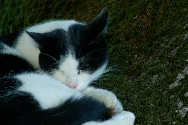 Adorable Zwierzę Zwierzęta Sen Dziecko Łóżko Sypialnia Opieka Kreskówki Kot — Zdjęcie stockowe