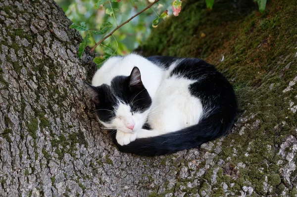 Svart Och Vit Katt Trädgården — Stockfoto
