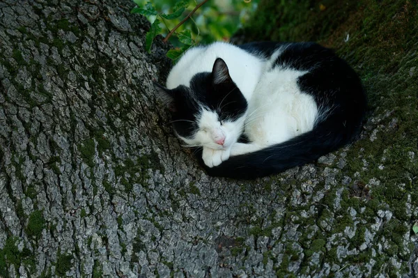 Svart Och Vit Katt Liggande Gräset — Stockfoto