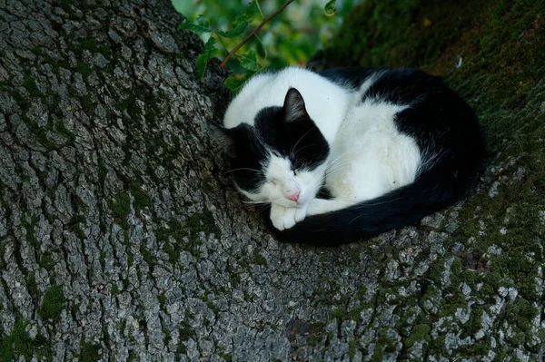 Svart Och Vit Katt Liggande Det Gröna Gräset Tittar Bort — Stockfoto