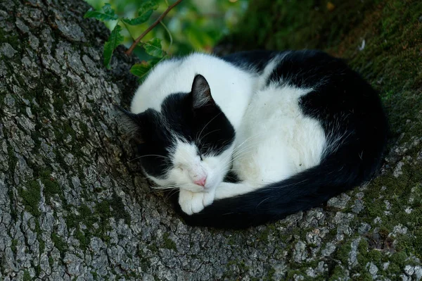 Svart Och Vit Katt — Stockfoto