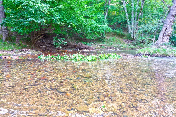 Belle Vue Sur Forêt — Photo