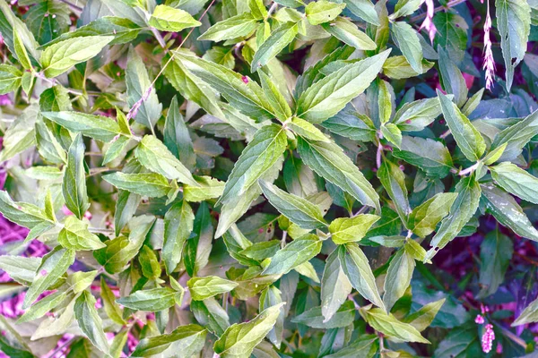 庭の植物の緑の葉 — ストック写真