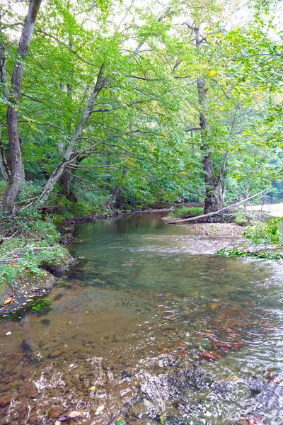 Belle Vue Sur Forêt — Photo