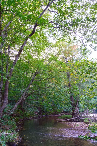 Vacker Utsikt Över Skogen — Stockfoto