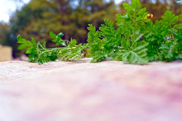 Folhas Verdes Frescas Chão — Fotografia de Stock