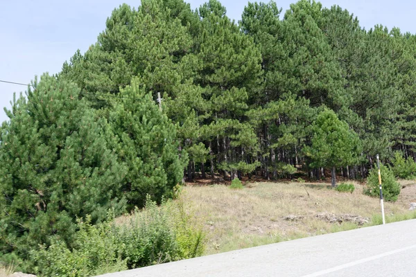 Árvores Verdes Floresta — Fotografia de Stock