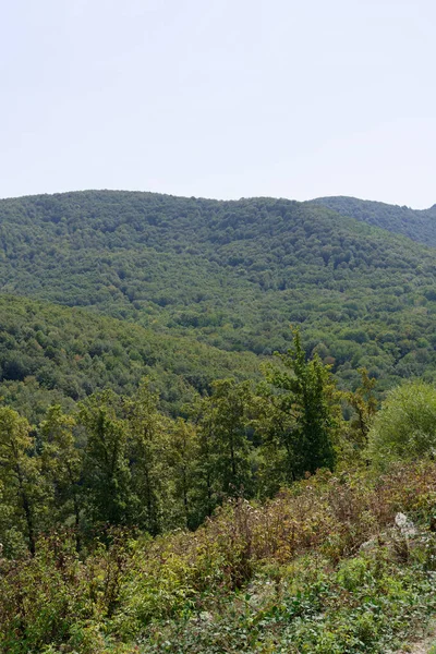 Vacker Utsikt Över Skogen — Stockfoto