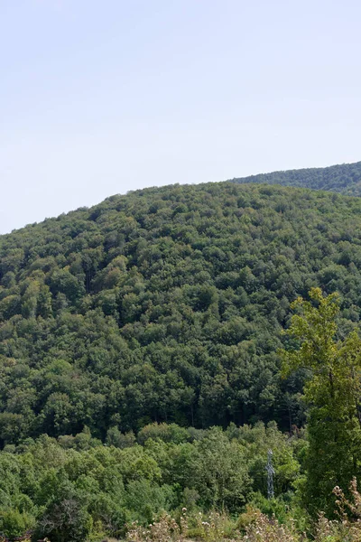 Schöne Aussicht Auf Den Wald — Stockfoto