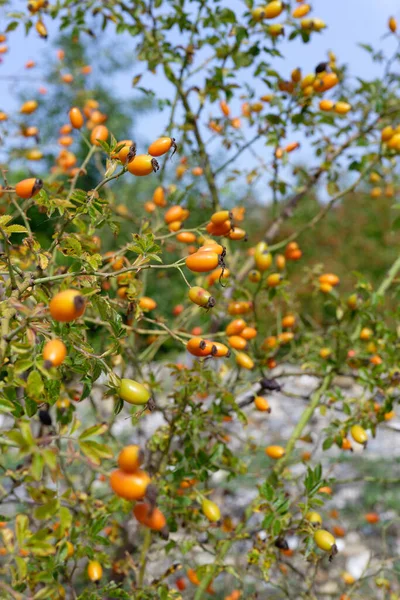 Arancio Maturo Con Foglie Verdi — Foto Stock