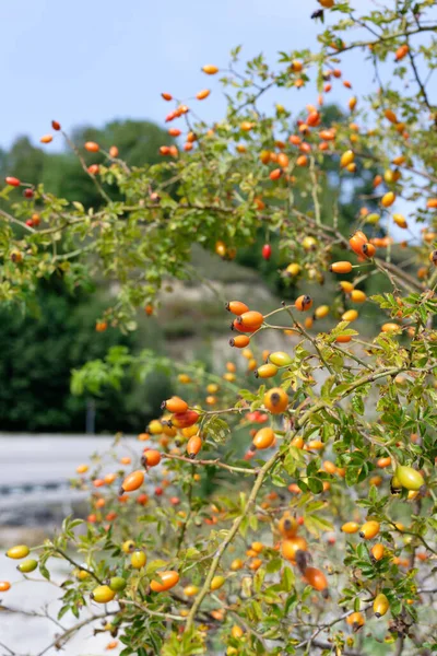 Frutas Laranja Maduras Uma Árvore Jardim — Fotografia de Stock