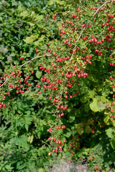 Rote Beeren Auf Einem Baum Garten — Stockfoto