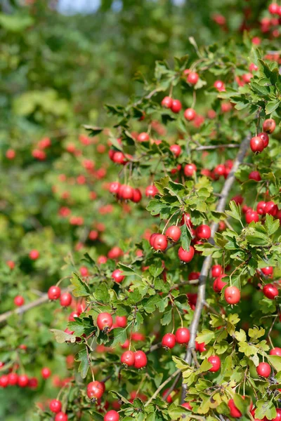 木の上の赤い熟れたリンゴ — ストック写真