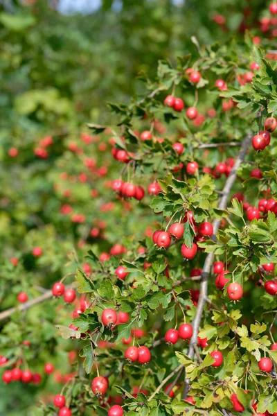 Cerejas Maduras Vermelhas Fundo Verde — Fotografia de Stock