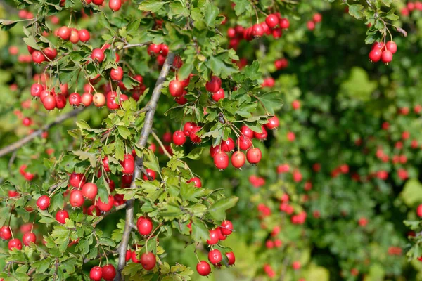Rote Beeren Des Baumes Garten — Stockfoto