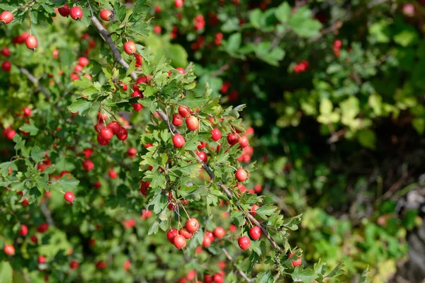 Rote Beeren Auf Einem Baum — Stockfoto