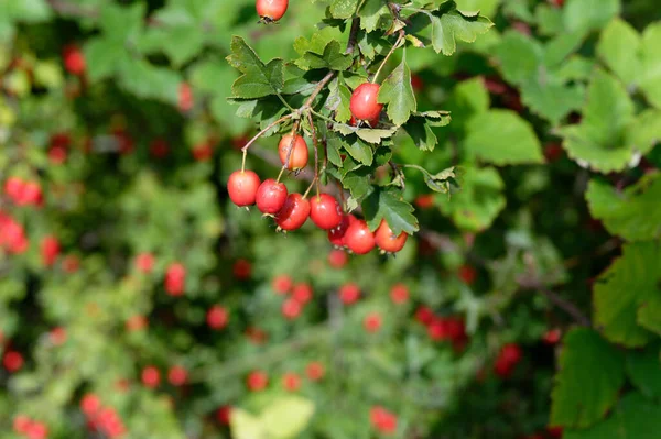 Rote Beeren Des Baumes Garten — Stockfoto