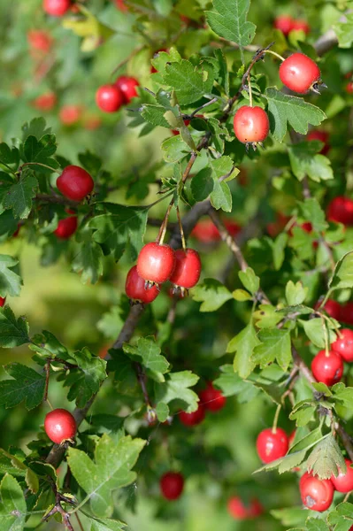 Rote Reife Kirschen Auf Einem Zweig Garten — Stockfoto