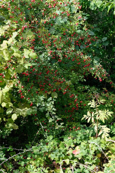 Árvore Maçã Vermelha Com Folhas Verdes — Fotografia de Stock