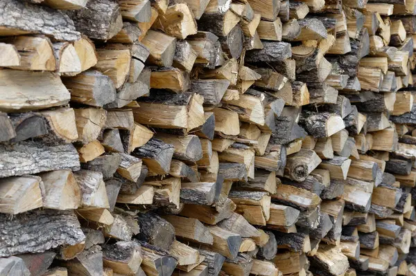 Pile Firewood Stacked Forest — Stock Photo, Image