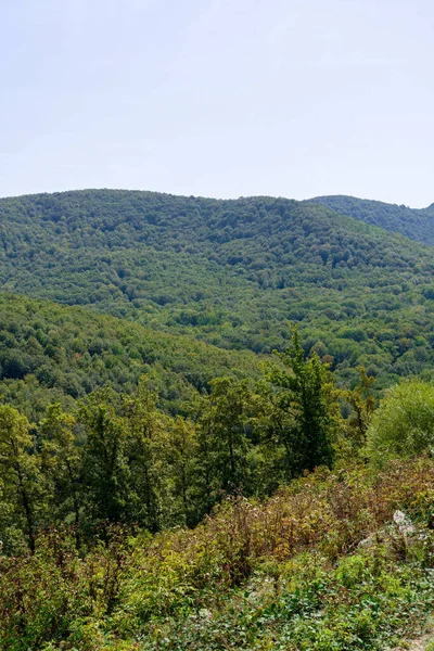 Schöne Aussicht Auf Den Wald — Stockfoto