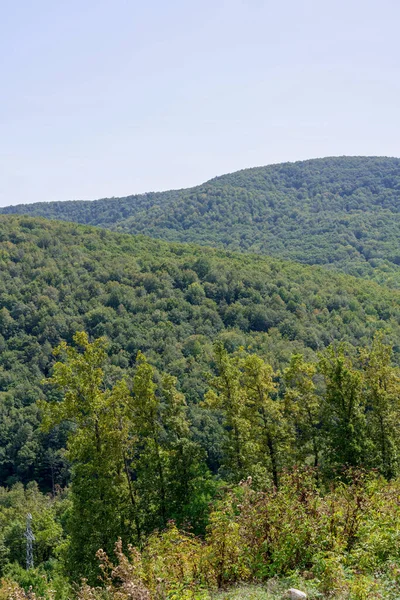 Beautiful View Forest — Stock Photo, Image