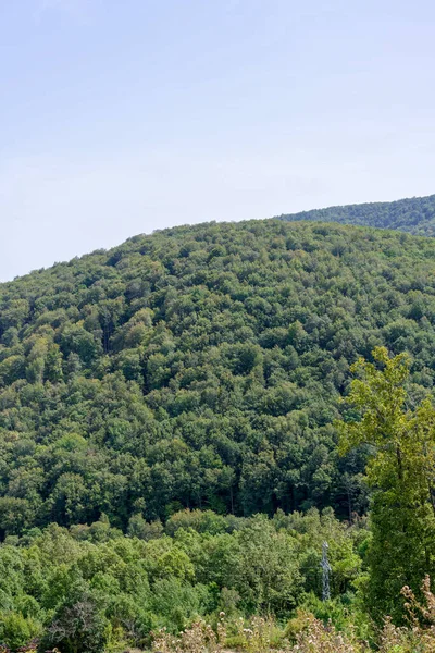 Vacker Utsikt Över Skogen — Stockfoto