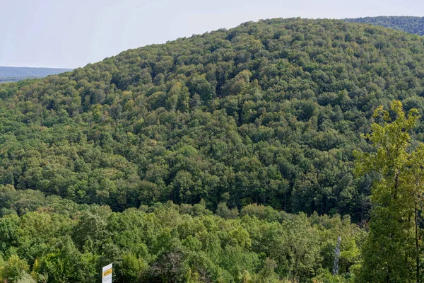 Beautiful View Forest — Stock Photo, Image