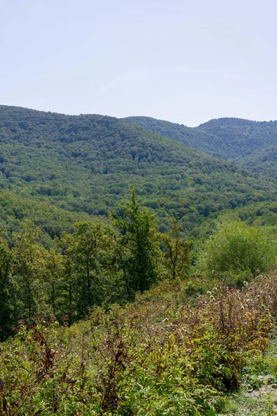 Schöne Aussicht Auf Den Wald — Stockfoto