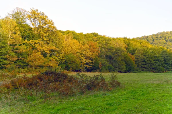 Schöne Herbstlandschaft Mit Bäumen Und Grünem Gras — Stockfoto