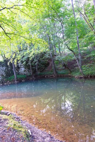 Krásný Výhled Řeku Lese — Stock fotografie