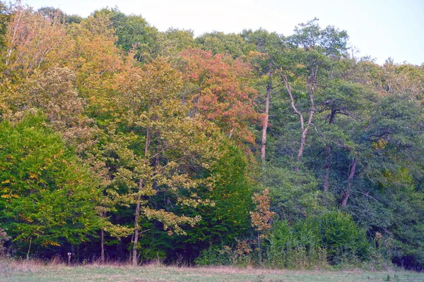 Schöne Herbstlandschaft Mit Bäumen Und Blättern — Stockfoto